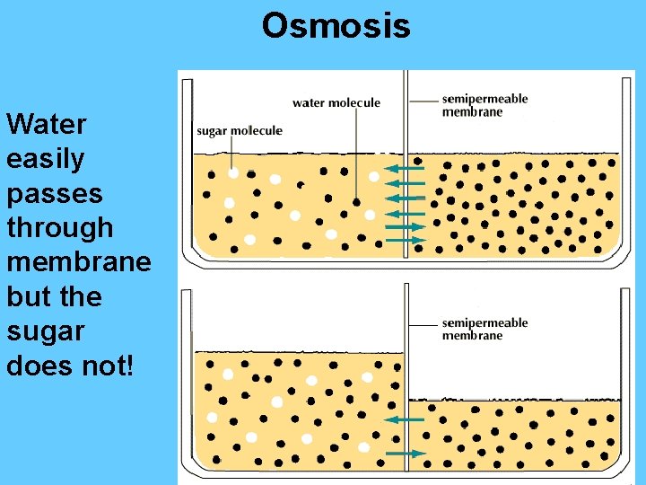 Osmosis Water easily passes through membrane but the sugar does not! 