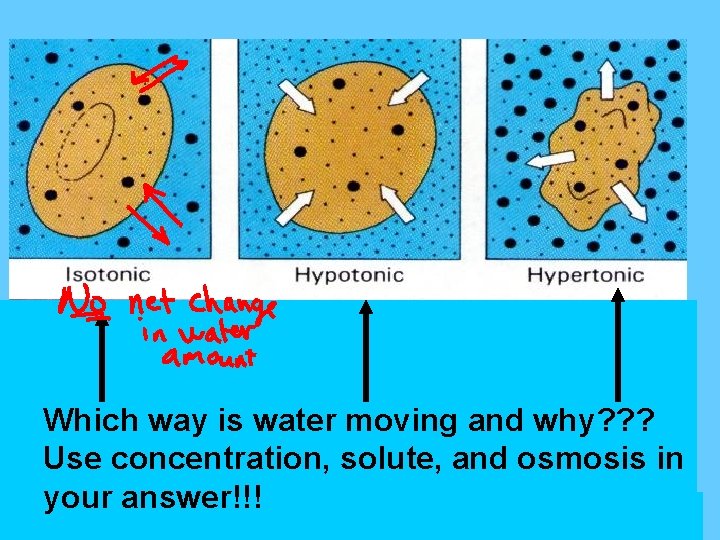 Osmosis Which way is water moving and why? ? ? Use concentration, solute, and