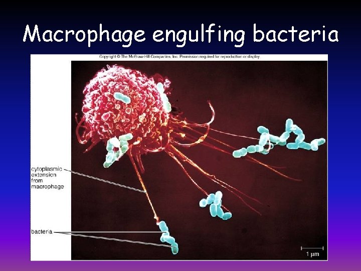Macrophage engulfing bacteria 