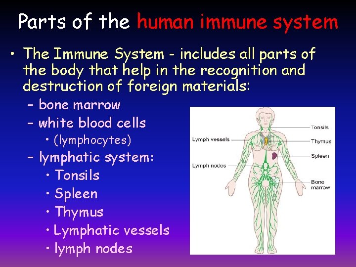 Parts of the human immune system • The Immune System - includes all parts