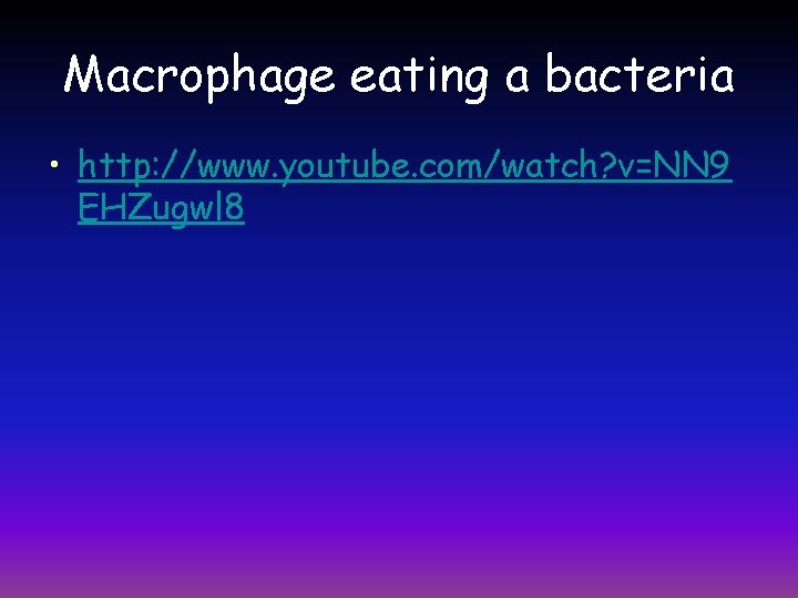 Macrophage eating a bacteria • http: //www. youtube. com/watch? v=NN 9 EHZugwl 8 