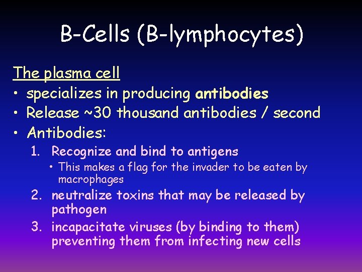 B-Cells (B-lymphocytes) The plasma cell • specializes in producing antibodies • Release ~30 thousand