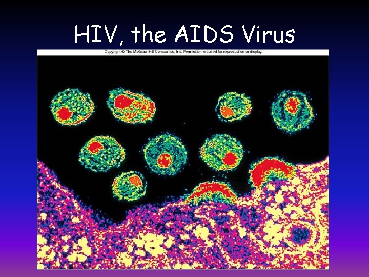HIV, the AIDS Virus 