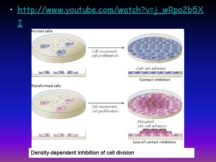  • http: //www. youtube. com/watch? v=j_w. Rpa 2 b 5 X I Density-dependent
