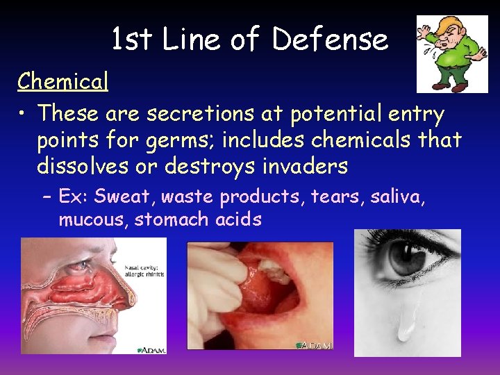 1 st Line of Defense Chemical • These are secretions at potential entry points