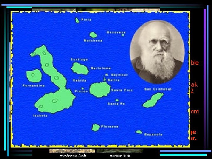 Galapagos Finch- fortis • Fortis eats seeds. • During drought big tough seeds are