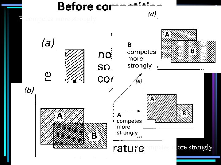 B competes more strongly A competes more strongly 