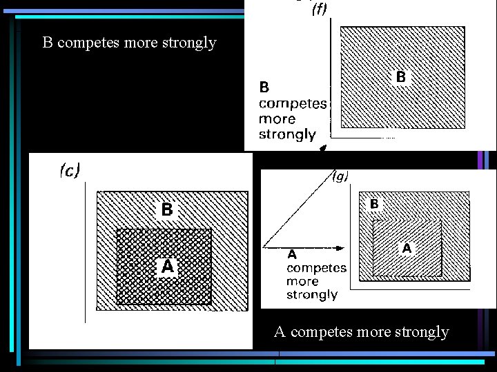 B competes more strongly A competes more strongly 