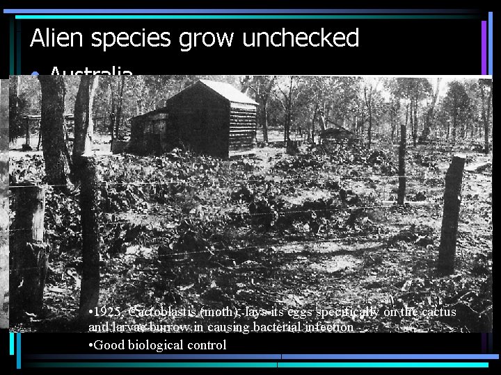 Alien species grow unchecked • Australia • Cacti are not native to Australia •