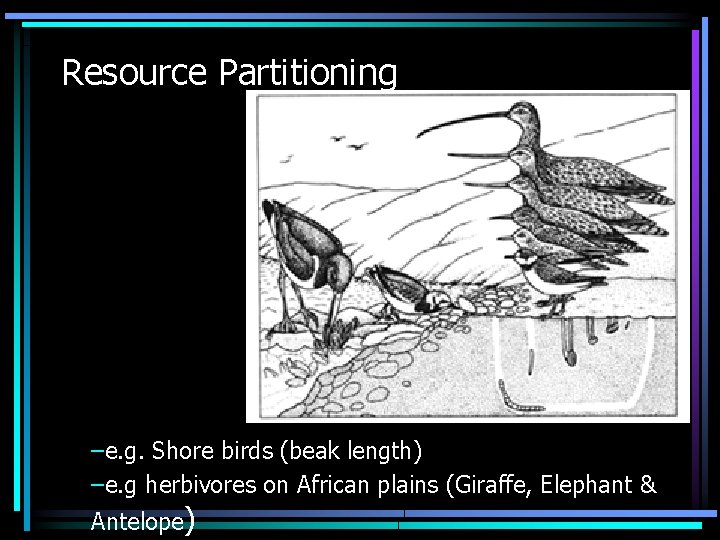 Resource Partitioning –e. g. Shore birds (beak length) –e. g herbivores on African plains