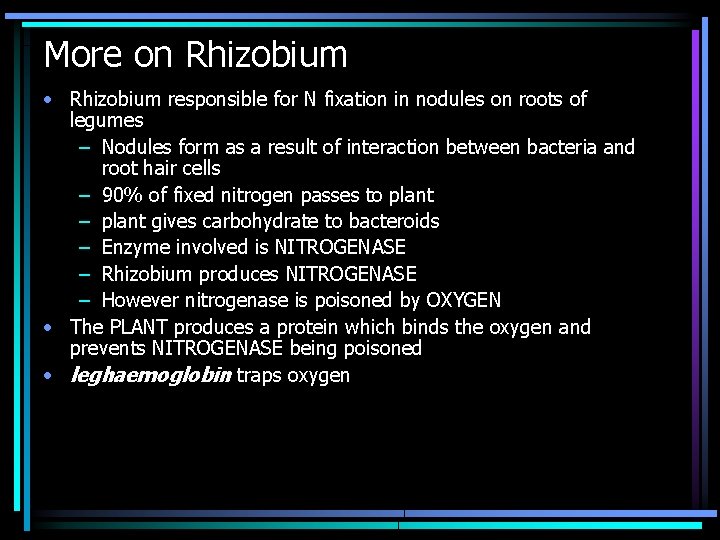 More on Rhizobium • Rhizobium responsible for N fixation in nodules on roots of