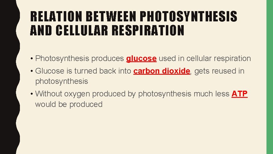 RELATION BETWEEN PHOTOSYNTHESIS AND CELLULAR RESPIRATION • Photosynthesis produces glucose used in cellular respiration