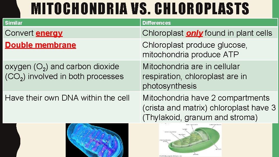 MITOCHONDRIA VS. CHLOROPLASTS Similar Differences Convert energy Double membrane Chloroplast only found in plant
