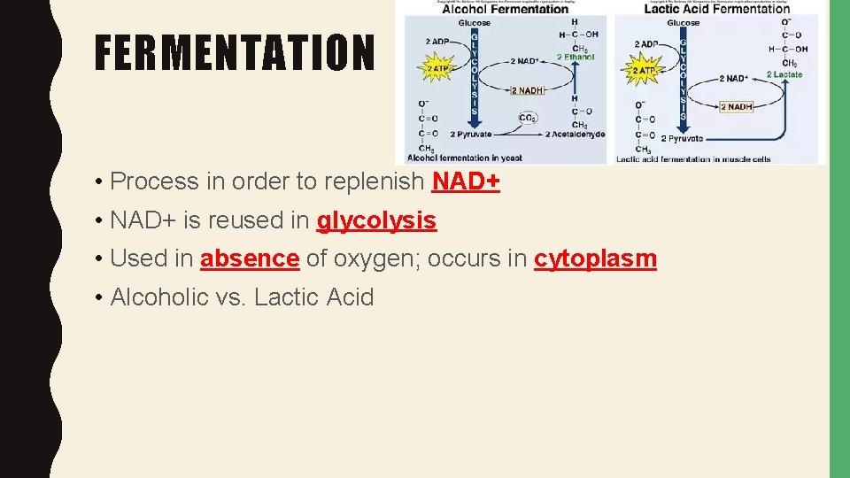 FERMENTATION • Process in order to replenish NAD+ • NAD+ is reused in glycolysis
