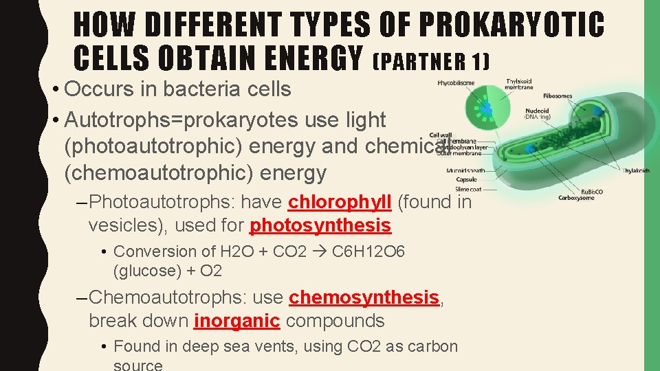 HOW DIFFERENT TYPES OF PROKARYOTIC CELLS OBTAIN ENERGY (PARTNER 1) • Occurs in bacteria