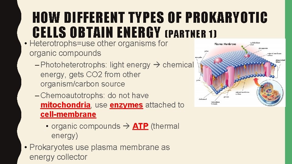 HOW DIFFERENT TYPES OF PROKARYOTIC CELLS OBTAIN ENERGY (PARTNER 1) • Heterotrophs=use other organisms