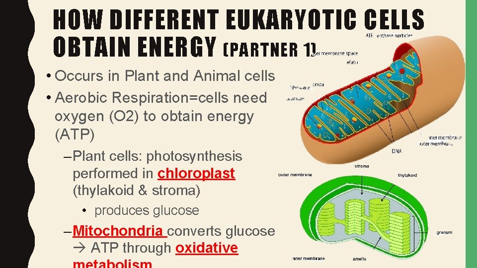 HOW DIFFERENT EUKARYOTIC CELLS OBTAIN ENERGY (PARTNER 1) • Occurs in Plant and Animal