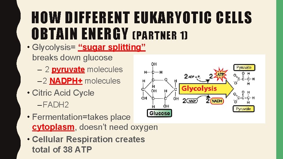 HOW DIFFERENT EUKARYOTIC CELLS OBTAIN ENERGY (PARTNER 1) • Glycolysis= “sugar splitting” breaks down