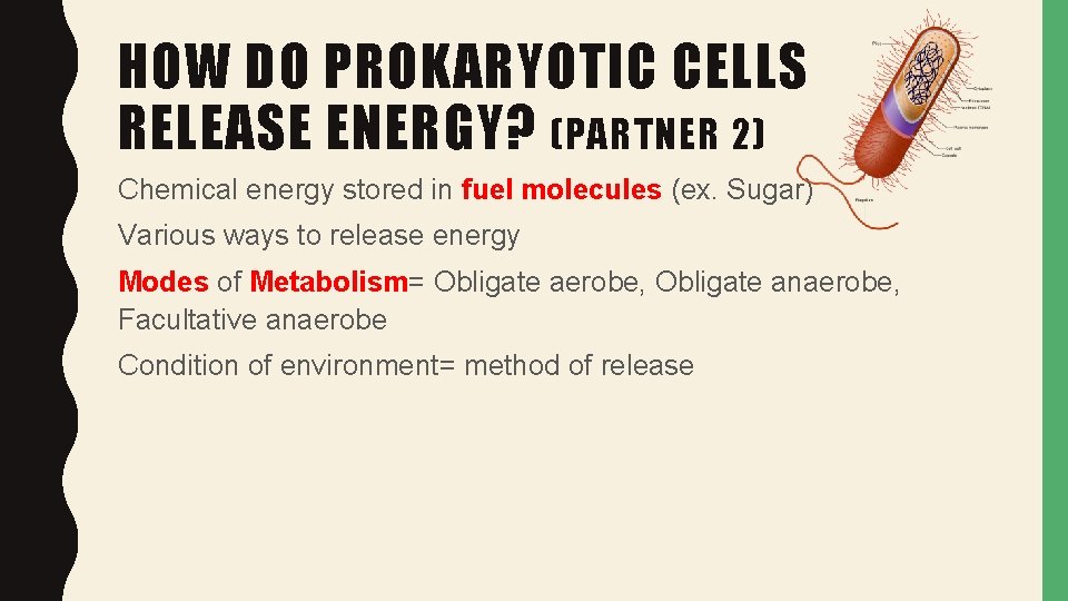 HOW DO PROKARYOTIC CELLS RELEASE ENERGY? (PARTNER 2) Chemical energy stored in fuel molecules