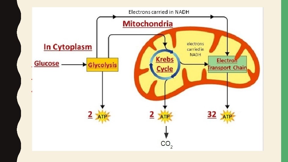EUKARYOTIC CELLS CONVERT CHEMICAL ENERGY INTO ATP (PARTNER 2) Convert energy from one form