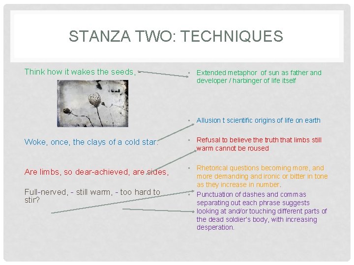 STANZA TWO: TECHNIQUES Think how it wakes the seeds, - • Extended metaphor of