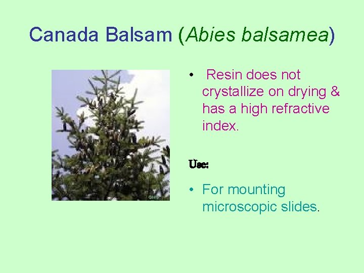 Canada Balsam (Abies balsamea) • Resin does not crystallize on drying & has a