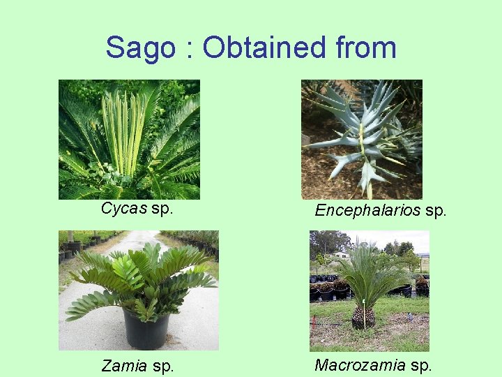 Sago : Obtained from Cycas sp. Encephalarios sp. Zamia sp. Macrozamia sp. 