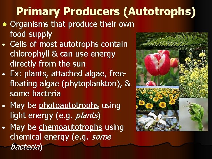 Primary Producers (Autotrophs) l • • Organisms that produce their own food supply Cells
