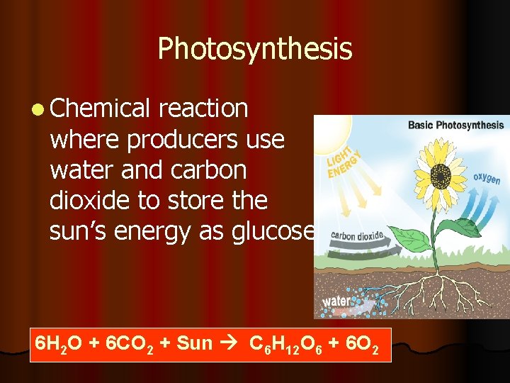 Photosynthesis l Chemical reaction where producers use water and carbon dioxide to store the