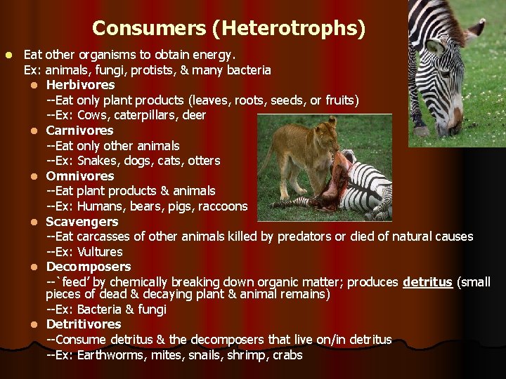Consumers (Heterotrophs) l Eat other organisms to obtain energy. Ex: animals, fungi, protists, &