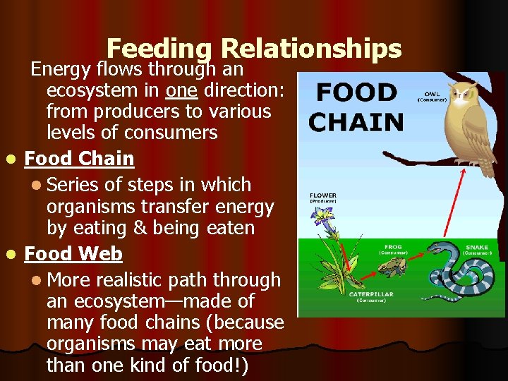 Feeding Relationships Energy flows through an ecosystem in one direction: from producers to various