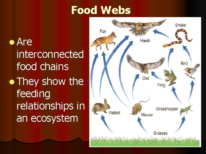 Food Webs l Are interconnected food chains l They show the feeding relationships in