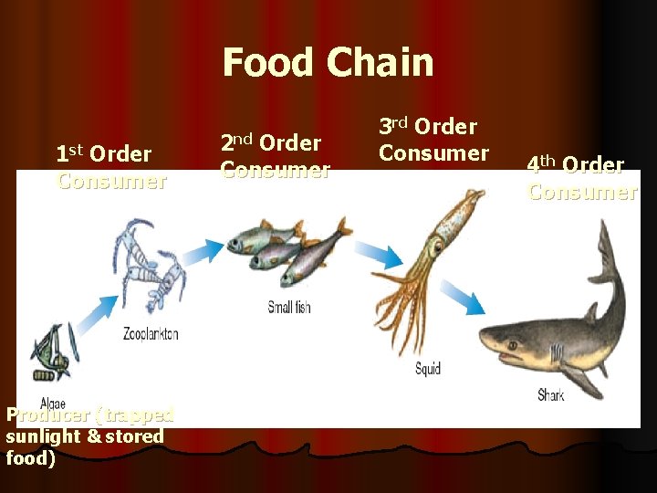 Food Chain 1 st Order Consumer Producer (trapped sunlight & stored food) 2 nd