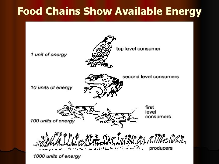 Food Chains Show Available Energy 