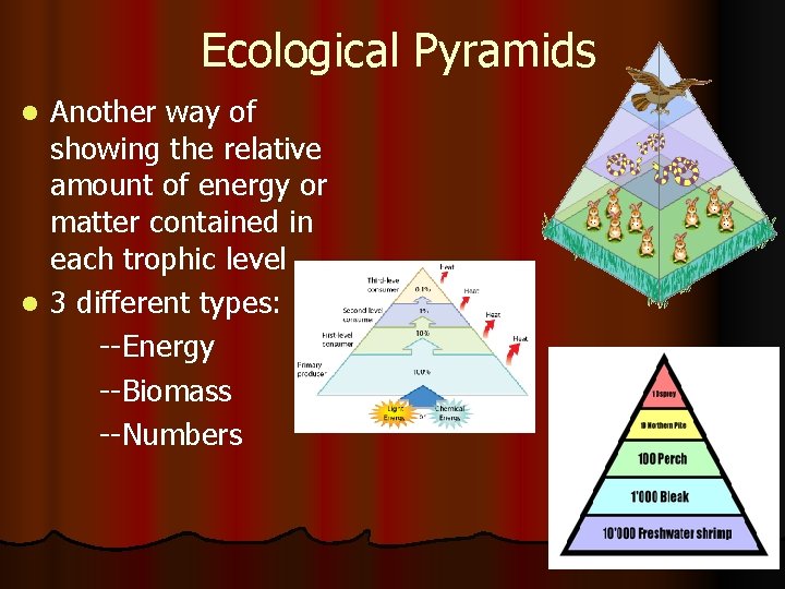 Ecological Pyramids Another way of showing the relative amount of energy or matter contained