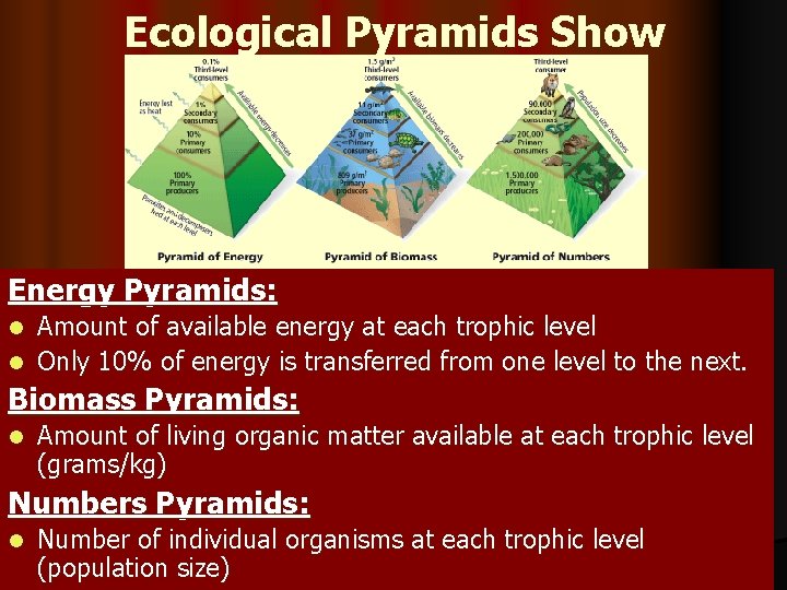 Ecological Pyramids Show Energy Pyramids: Amount of available energy at each trophic level l