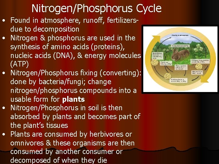 Nitrogen/Phosphorus Cycle • Found in atmosphere, runoff, fertilizersdue to decomposition • Nitrogen & phosphorus