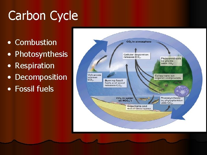 Carbon Cycle • • • Combustion Photosynthesis Respiration Decomposition Fossil fuels 