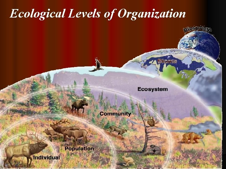Ecological Levels of Organization 