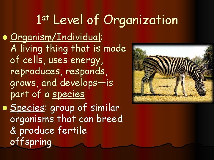 1 st Level of Organization l Organism/Individual: A living that is made of cells,