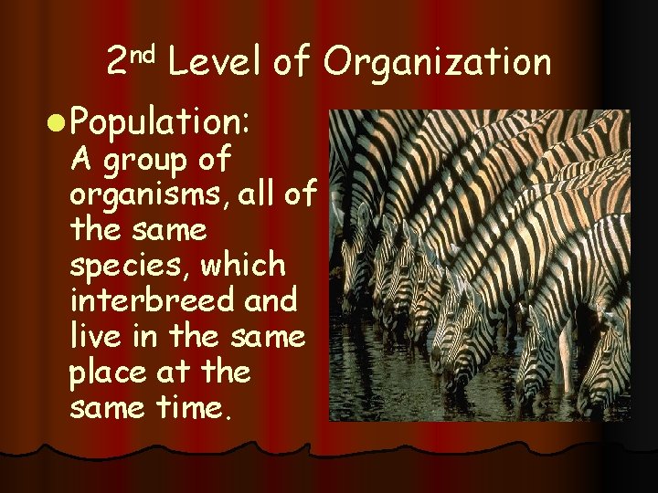 2 nd Level of Organization l Population: A group of organisms, all of the