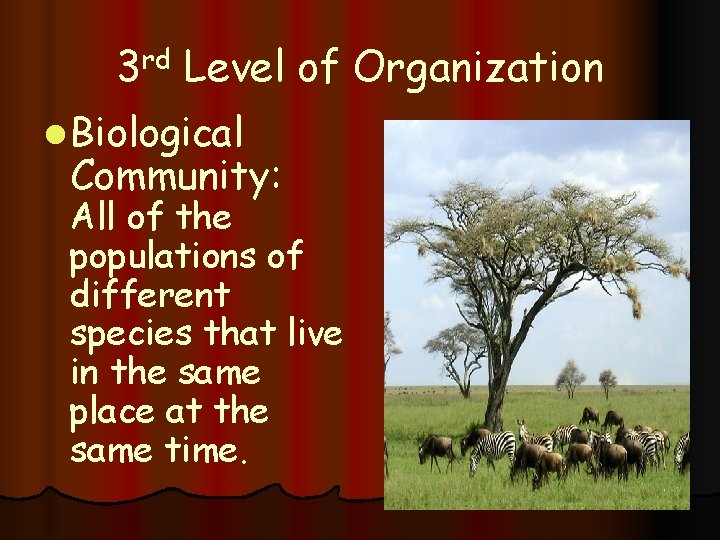 3 rd Level of Organization l Biological Community: All of the populations of different