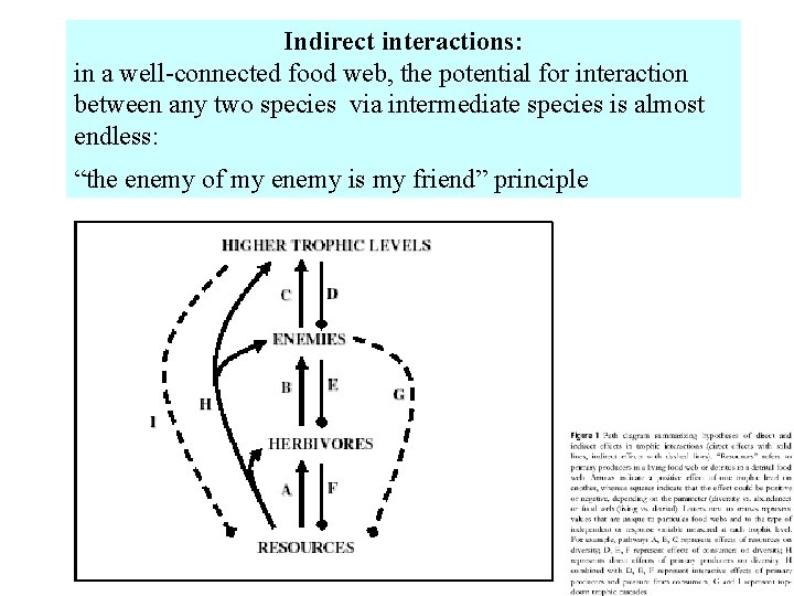 Indirect interactions: in a well-connected food web, the potential for interaction between any two