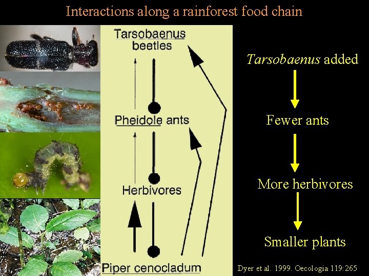 Interactions along a rainforest food chain Tarsobaenus added Fewer ants More herbivores Smaller plants