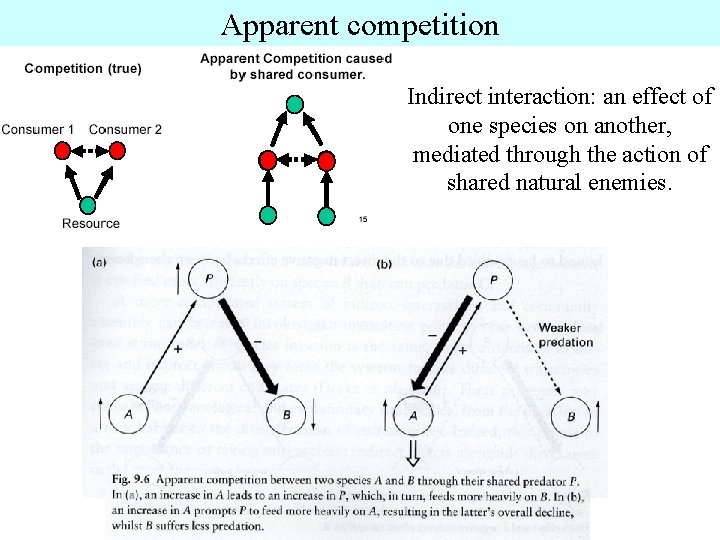 Apparent competition Indirect interaction: an effect of one species on another, mediated through the