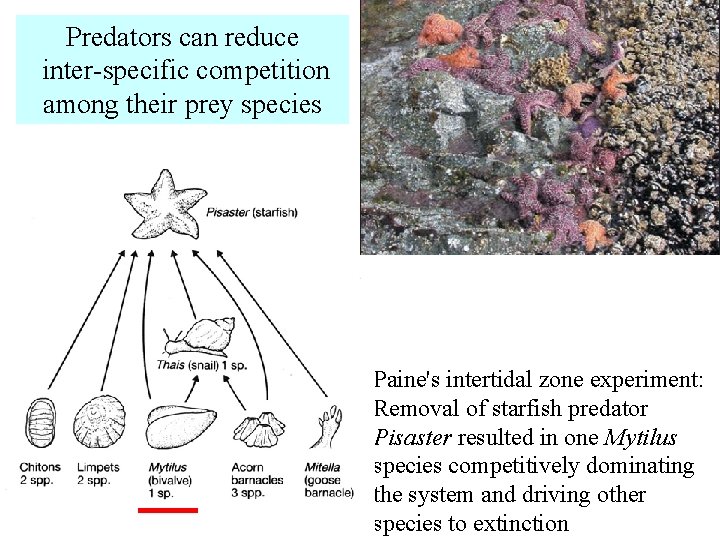 Predators can reduce inter-specific competition among their prey species Paine's intertidal zone experiment: Removal