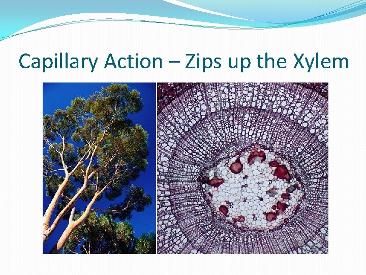 Capillary Action – Zips up the Xylem 