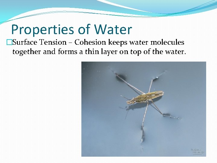 Properties of Water �Surface Tension – Cohesion keeps water molecules together and forms a