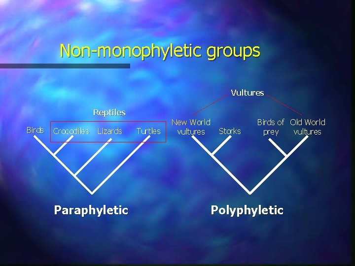 Non-monophyletic groups Vultures Reptiles Birds Crocodiles Lizards Paraphyletic Turtles New World vultures Storks Birds Non-monophyletic groups Vultures Reptiles Birds Crocodiles Lizards Paraphyletic Turtles New World vultures Storks Birds