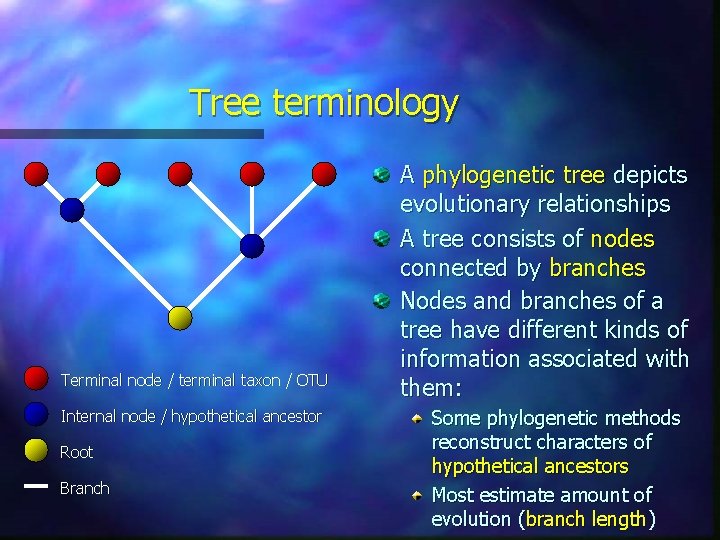 Tree terminology Terminal node / terminal taxon / OTU Internal node / hypothetical ancestor Tree terminology Terminal node / terminal taxon / OTU Internal node / hypothetical ancestor